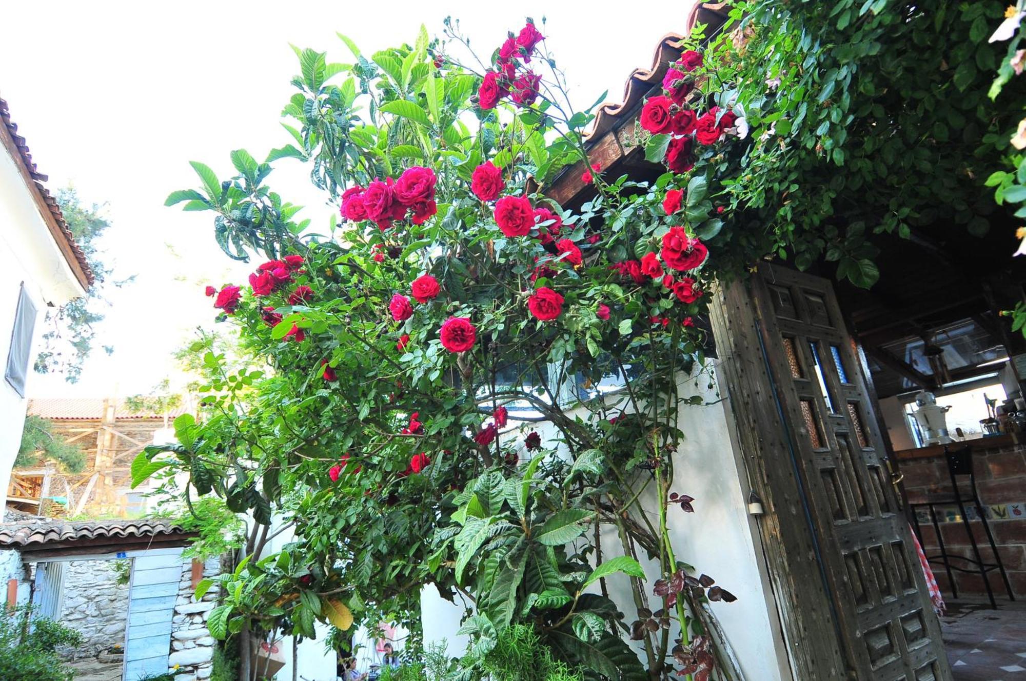 Kirkinca Hotel Selcuk Eksteriør bilde